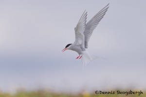 4541 Arctic Tern (Sterna paradisaea), Flatey Island, Iceland