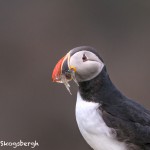 4544 Atlantic Puffin (Fratercula arctica) with Breeding Plumage, Flatey Island, Iceland