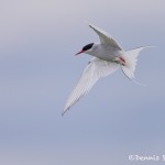 4551 Arctic Tern (Sterna paradisaea), Flatey Island, Iceland