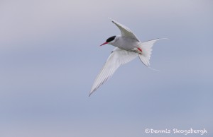 4551 Arctic Tern (Sterna paradisaea), Flatey Island, Iceland