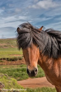 4554 Icelandic Horse
