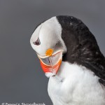 4558 Preening, Atlantic Puffin (Fratercula arctica) with Breeding Plumage, Latrabjarg Bird Cliffs, Iceland