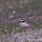 4562 Great-Ringed Plover (Charadrius hiaticula), Latrabjarg, Iceland