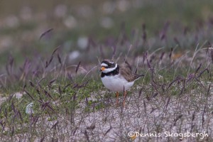 4562 Great-Ringed Plover (Charadrius hiaticula), Latrabjarg, Iceland