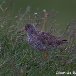 4563 Red-Shank (Tringa totanus), Flatey Island, Iceland