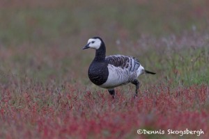 4565 Barnacle Goose (Branta leucopsis), Iceland