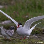 4570 Arctic Tern and Chick (Sterna paradisaea), Iceland