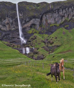 4571 Icelandic Horses
