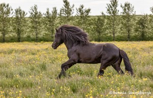 4573 Icelandic Horse