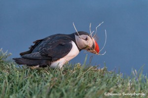 4583 Nest Building Atlantic Puffin (Fratercula arctica) with Breeding Plumage, Latrabjarg Bird Cliffs, Iceland