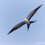 4585 Swallow-tailed Kite (Elanoides forficatus), Florida