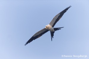 4585 Swallow-tailed Kite (Elanoides forficatus), Florida