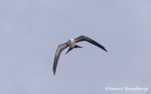 4586 Swallow-tailed Kite (Elanoides forficatus), Florida