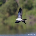 4591 Swallow-tailed Kite (Elanoides forficatus), Florida