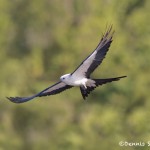 4593 Swallow-tailed Kite (Elanoides forficatus), Florida