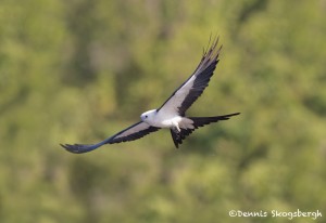 4593 Swallow-tailed Kite (Elanoides forficatus), Florida