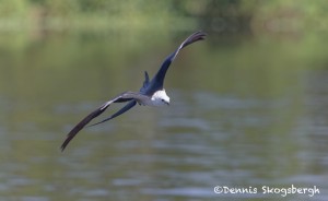 4594 Swallow-tailed Kite (Elanoides forficatus), Florida