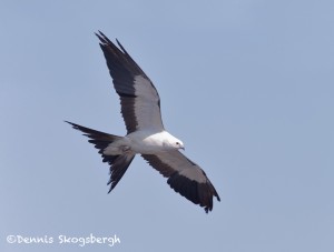 4595 Swallow-tailed-Kite-(Elanoides-forficatus), Florida