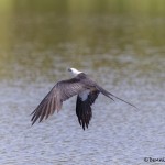 4600 Swallow-tailed Kite (Elanoides forficatus), Florida