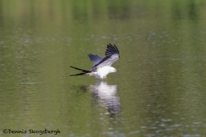 4602 Swallow-tailed Kite (Elanoides forficatus), Florida