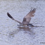 4605 Swallow-tailed Kite (Elanoides forficatus), Florida