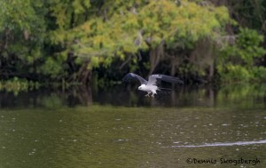 4606 Swallow-tailed Kite (Elanoides forficatus), Florida