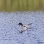 4607 Swallow-tailed Kite (Elanoides forficatus), Florida