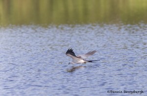 4607 Swallow-tailed Kite (Elanoides forficatus), Florida