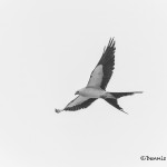 4609 Swallow-tailed Kite (Elanoides forficatus), Florida