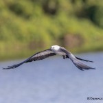4610 Swallow-tailed Kite (Elanoides forficatus), Florida
