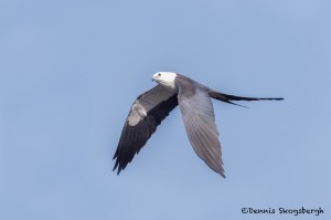 4611 Swallow-tailed Kite (Elanoides forficatus), Florida