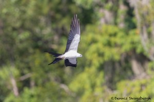 4612 Swallow-tailed Kite (Elanoides forficatus), Florida