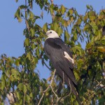 4613 Swallow-tailed Kite (Elanoides forficatus), Florida
