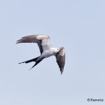 4614 Swallow-tailed Kite (Elanoides forficatus), Florida