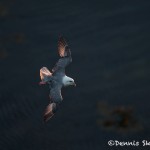 4622 Sunset, Northern Fulmar (Fulmar glacialis), Latrabjarg Bird Cliffs, Iceland