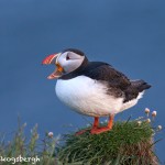 4623 Atlantic Puffin (Fratercula arctica) with Breeding Plumage, Latrabjarg Bird Cliffs, Iceland