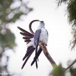 4627 Preening, Swallow-tailed Kite, FL