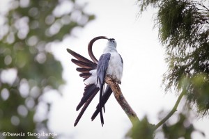 4627 Preening, Swallow-tailed Kite, FL