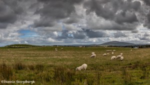 4644 Sheep Farm, Northern Ireland
