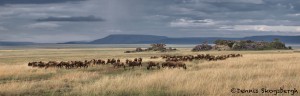 4700 Wildebeest Herd, Serengeti, Tanzania