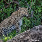 4701 Leopard, Tanzania