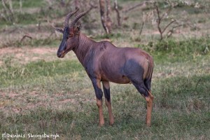 4706 Topis (Damaliscus lunatus jimela), Serengeti, Tanzania