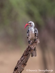 4711 Red-billed Hornbill (Tockus ruahae), Tanzania