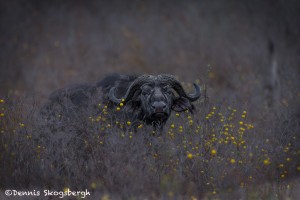 4715 Cape Buffalo, Dawn, Ngorongoro Crater, Tanzania