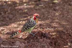 4718 Red-and-Yellow Barbet (Trachyphonus erythrocephalus), Tanzania