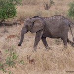 4719 African Elephant (Loxodonta africana), Tanzania