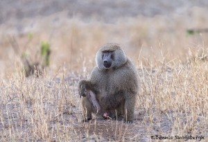 4724 Male Olive Baboon (Papio anubis), Tanzania