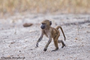 4725 Young Male Olive Baboon (Papio anubis), Tanzania