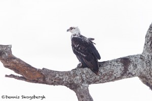 4727 Martial Eagle (Polemaetus bellicosus), Tanzania