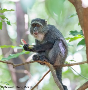 4728 Sykes Monkey (Cercopithecus albogularis), Tanzania